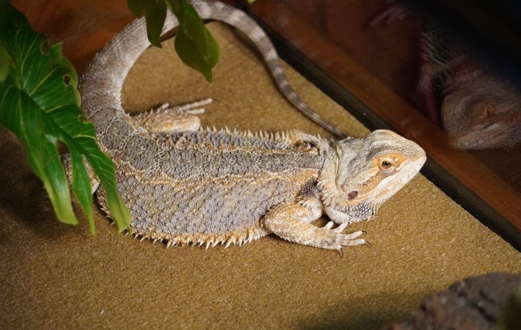Bearded dragon