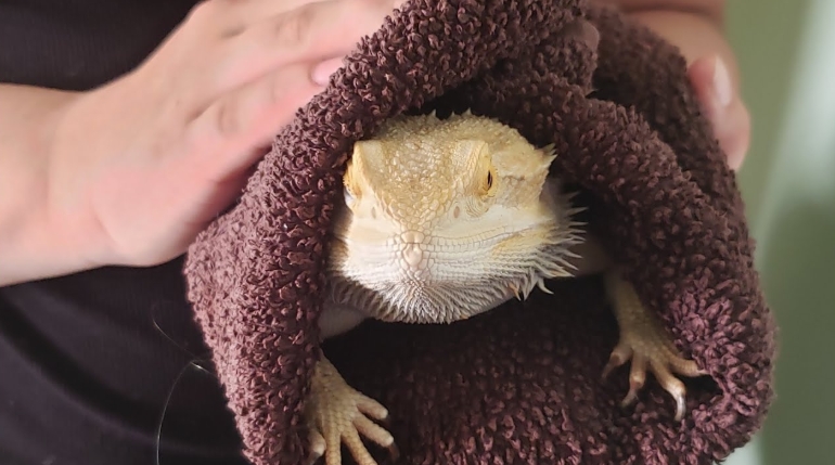 wrap your dragon in a clean, soft towel