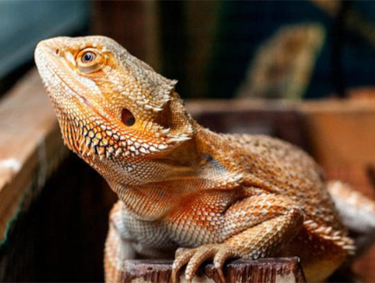 How to Tell If Your Bearded Dragon Is Stressed or Sick