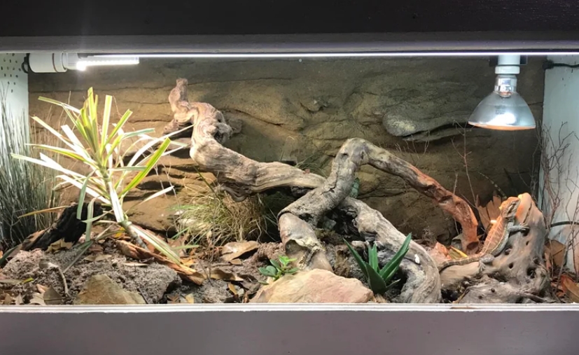 Bioactive Bearded Dragon Enclosure