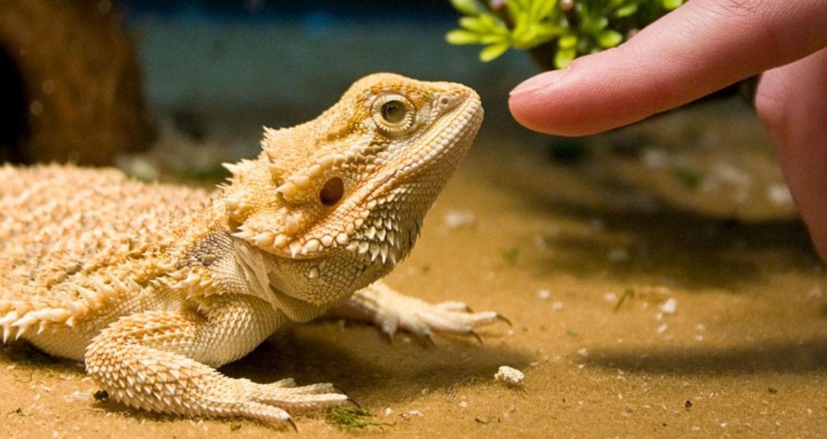 bearded dragon