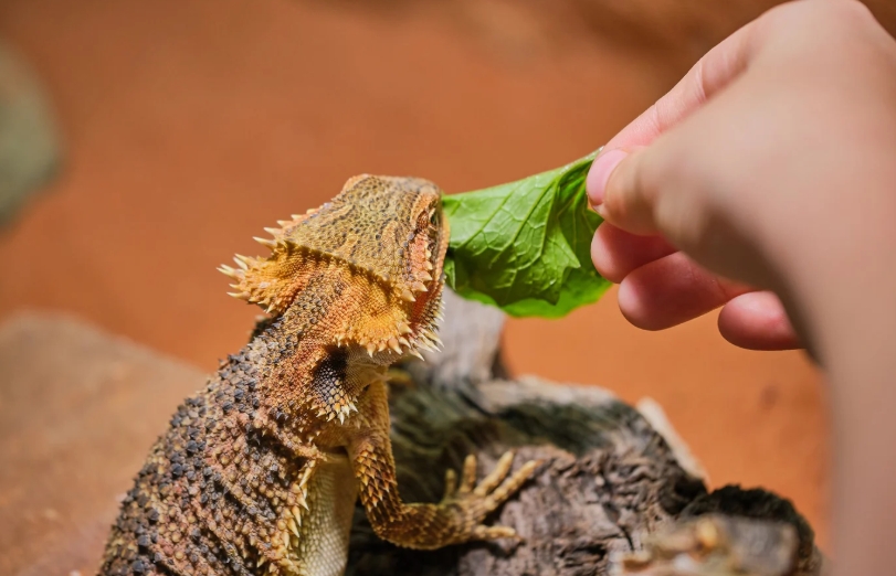 bearded dragon eating vegetables