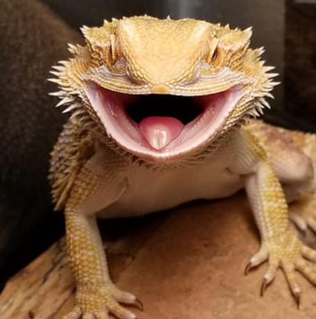Bearded Dragon Puffed-up