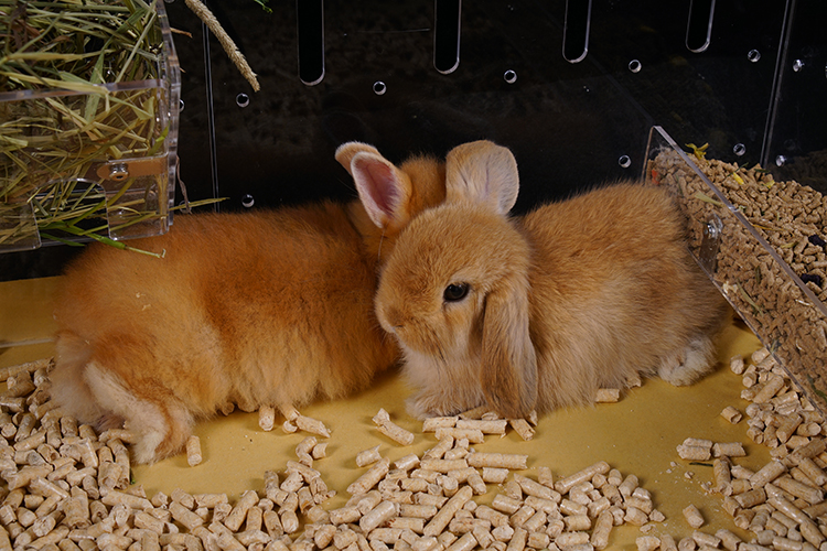Expandable Enclosure Cage for Small Animals