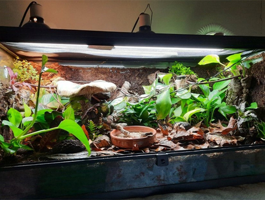 ​Reptile Enclosure Materials Guide
