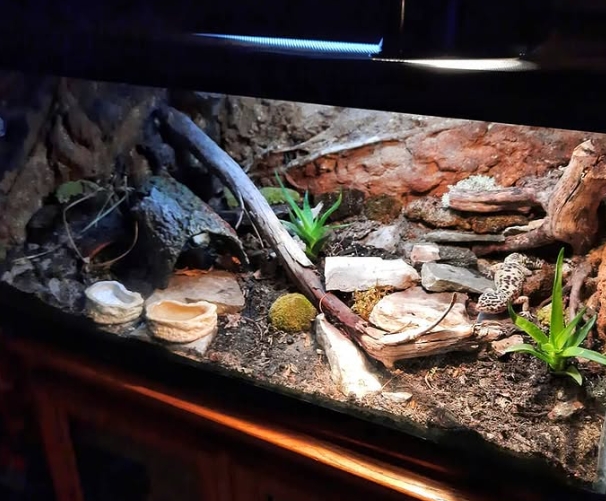 leopard gecko enclosure
