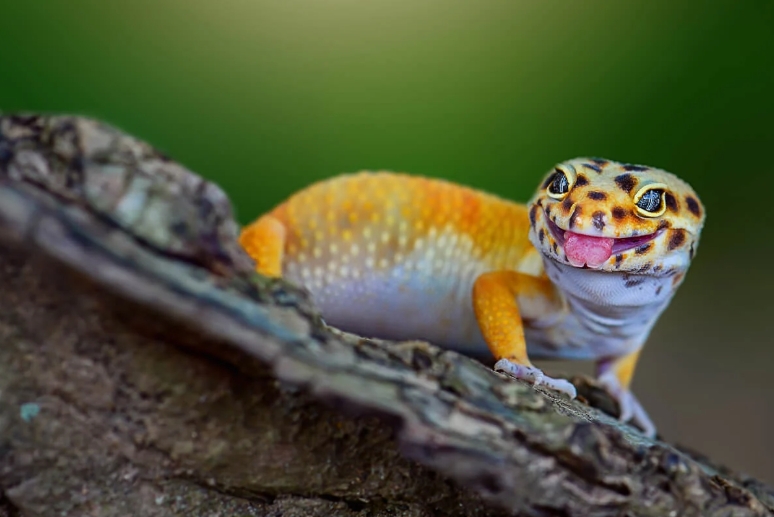 Leopard Geckos' Natural Habitat