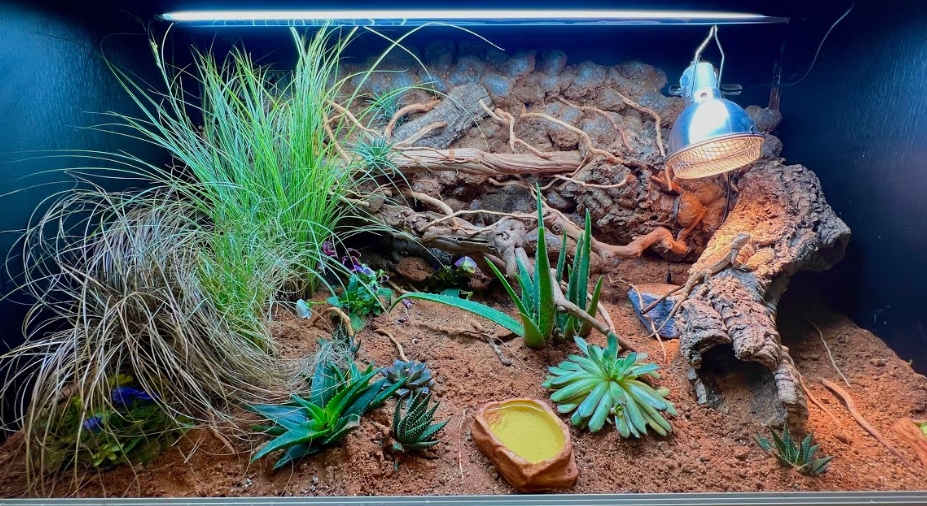 Bioactive Bearded Dragon Enclosure