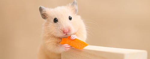 For Small Pets